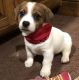 Jack Russell Terrier Puppies for sale in Springfield, IL 62736, USA. price: NA