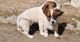 Jack Russell Terrier Puppies for sale in Phoenix, AZ 85069, USA. price: $400
