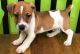 Jack Russell Terrier Puppies for sale in Fort Worth, TX, USA. price: NA