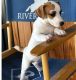Jack Russell Terrier Puppies for sale in Chicago, IL 60668, USA. price: $400