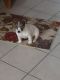 Jack Russell Terrier Puppies for sale in Chesterland, OH 44026, USA. price: NA