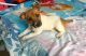 Jack Russell Terrier Puppies for sale in Beverly Hills, CA 90210, USA. price: NA