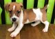 Jack Russell Terrier Puppies for sale in Madison, WI, USA. price: NA