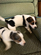 Jack Russell Terrier Puppies for sale in Pondfield Rd, Bronxville, NY 10708, USA. price: NA