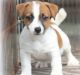 Jack Russell Terrier Puppies for sale in Pasadena, CA, USA. price: NA