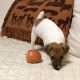 Jack Russell Terrier Puppies for sale in Levittown, NY, USA. price: NA