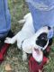 Jack Russell Terrier Puppies for sale in Valdosta, GA, USA. price: NA