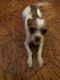 Jack Russell Terrier Puppies for sale in Boston, MA, USA. price: NA