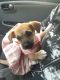 Jack Russell Terrier Puppies for sale in Ypsilanti, MI, USA. price: NA