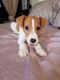 Jack Russell Terrier Puppies for sale in Escondido, CA, USA. price: NA