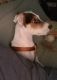 Jack Russell Terrier Puppies for sale in East Elmhurst, Queens, NY, USA. price: NA