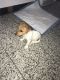 Jack Russell Terrier Puppies for sale in Brooklyn, NY, USA. price: $1,500