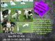 Jack Russell Terrier Puppies for sale in Idaho Falls, ID, USA. price: NA