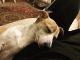 Jack Russell Terrier Puppies for sale in Dearborn, MI, USA. price: NA