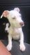 Jack Russell Terrier Puppies for sale in Troy, OH 45373, USA. price: NA