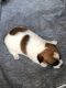 Jack Russell Terrier Puppies for sale in Morgantown, KY 42261, USA. price: $500