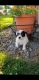 Jack Russell Terrier Puppies for sale in Allensville, PA 17002, USA. price: $695