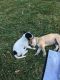 Jack Russell Terrier Puppies for sale in Vanderbilt Dr, Arlington, TX 76014, USA. price: $40