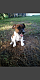 Jack Russell Terrier Puppies for sale in Brownstown, IN 47220, USA. price: $400