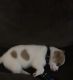 Jack Russell Terrier Puppies for sale in Palmdale, CA, USA. price: $150