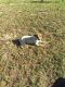 Jack Russell Terrier Puppies for sale in Dunnellon, FL, USA. price: NA