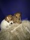 Jack Russell Terrier Puppies for sale in Birmingham, AL, USA. price: $450