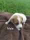 Jack Russell Terrier Puppies for sale in Wing, ND 58494, USA. price: $650