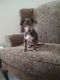Jack Russell Terrier Puppies for sale in Norman, OK, USA. price: $100