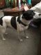 Jack Russell Terrier Puppies for sale in Inver Grove Heights, MN, USA. price: NA