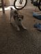 Jack Russell Terrier Puppies for sale in 4050 E Hillsborough Ave, Tampa, FL 33610, USA. price: $1,100