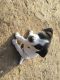 Jack Russell Terrier Puppies for sale in Bradley, CA 93426, USA. price: NA