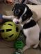Jack Russell Terrier Puppies for sale in Port Richey, FL 34668, USA. price: NA