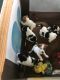 Jack Russell Terrier Puppies for sale in Kingsland, GA, USA. price: NA