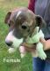Jack Russell Terrier Puppies for sale in Three Rivers, MI 49093, USA. price: NA