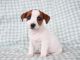 Jack Russell Terrier Puppies for sale in Helena, MT, USA. price: $600