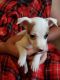 Jack Russell Terrier Puppies for sale in Hot Springs, AR, USA. price: $300
