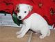 Jack Russell Terrier Puppies for sale in 114-34 121st St, Jamaica, NY 11420, USA. price: NA