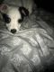 Jack Russell Terrier Puppies for sale in Vallejo, CA, USA. price: NA