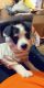 Jack Russell Terrier Puppies for sale in Wichita Falls, TX, USA. price: NA