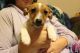 Jack Russell Terrier Puppies for sale in 1670 W Burt Rd, Montrose, MI 48457, USA. price: NA
