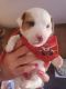 Jack Russell Terrier Puppies for sale in Marlow, OK 73055, USA. price: $900