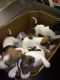 Jack Russell Terrier Puppies for sale in Macon, GA, USA. price: NA