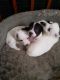Jack Russell Terrier Puppies for sale in Jamestown, NY 14701, USA. price: $450