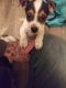 Jack Russell Terrier Puppies for sale in Jacksonville, AR, USA. price: NA