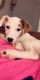 Jack Russell Terrier Puppies for sale in Elmhurst, Queens, NY, USA. price: NA