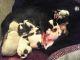 Jack Russell Terrier Puppies for sale in Newton, MS 39345, USA. price: $200