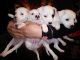 Jack Russell Terrier Puppies for sale in 16533 Old Glenn Hwy, Chugiak, AK 99567, USA. price: NA