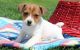 Jack Russell Terrier Puppies for sale in Sacramento Northern Bikeway, Sacramento, CA, USA. price: $450
