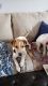 Jack Russell Terrier Puppies for sale in Glen Burnie, MD 21060, USA. price: NA