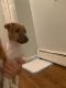 Jack Russell Terrier Puppies for sale in Union City, NJ 07087, USA. price: $850